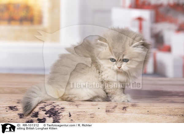 sitting British Longhair Kitten / RR-101312