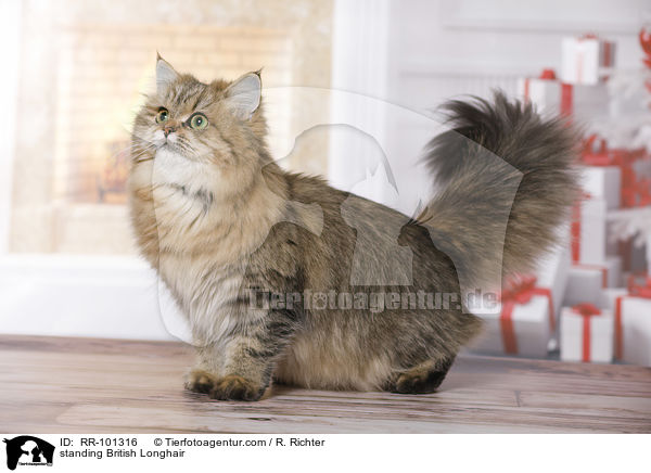 stehender Britisch Langhaar / standing British Longhair / RR-101316