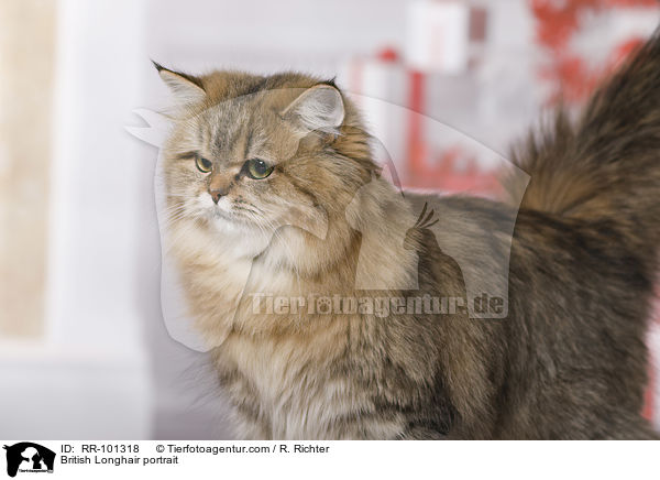 Britisch Langhaar Portrait / British Longhair portrait / RR-101318