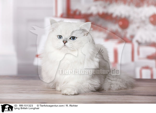 liegender Britisch Langhaar / lying British Longhair / RR-101323