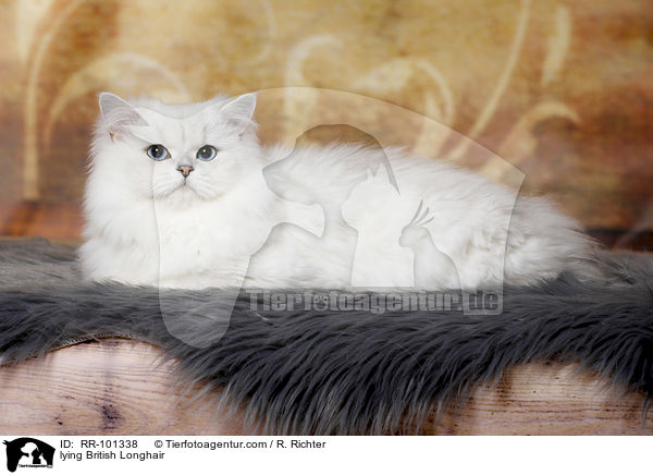 liegender Britisch Langhaar / lying British Longhair / RR-101338