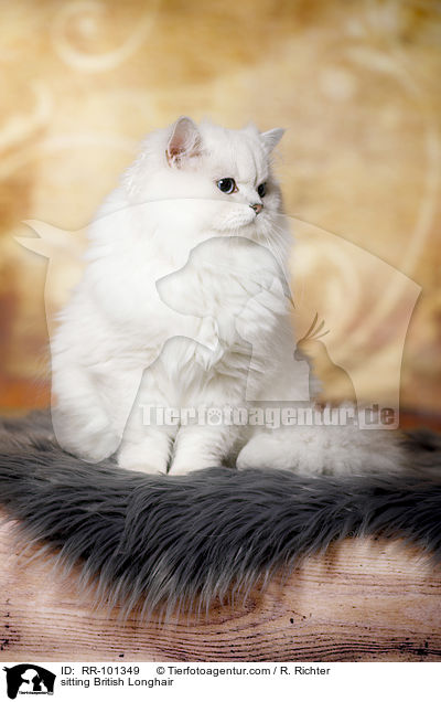 sitzender Britisch Langhaar / sitting British Longhair / RR-101349