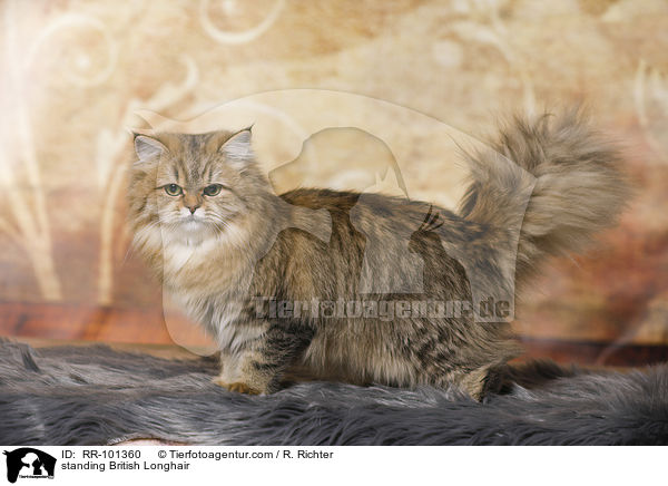 standing British Longhair / RR-101360