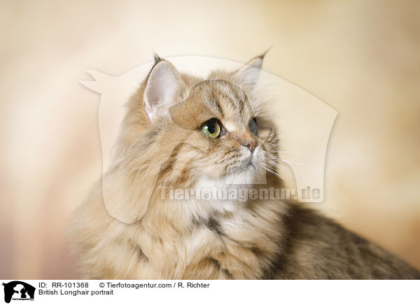 Britisch Langhaar Portrait / British Longhair portrait / RR-101368