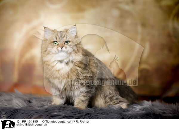 sitzender Britisch Langhaar / sitting British Longhair / RR-101385