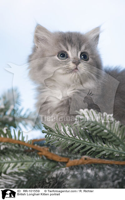 British Longhair Kitten portrait / RR-101559