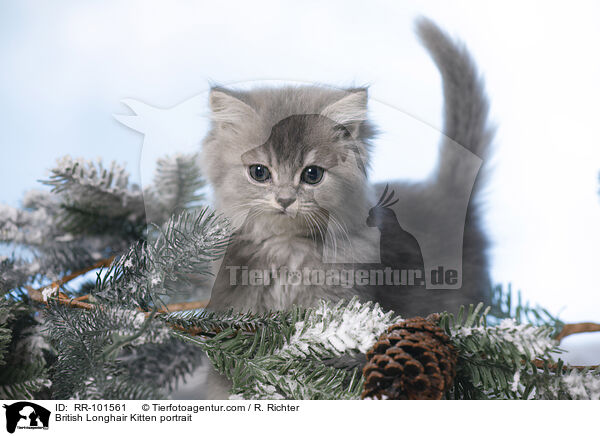 British Longhair Kitten portrait / RR-101561