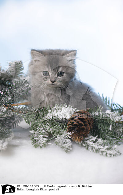British Longhair Kitten portrait / RR-101563