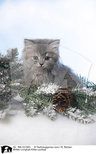 Britisch Langhaar Ktzchen Portrait / British Longhair Kitten portrait / RR-101563