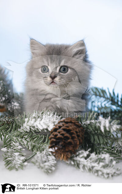 British Longhair Kitten portrait / RR-101571