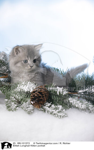 British Longhair Kitten portrait / RR-101572