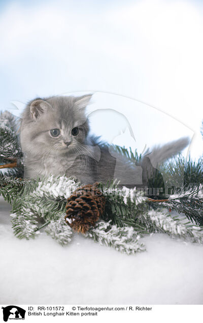 Britisch Langhaar Ktzchen Portrait / British Longhair Kitten portrait / RR-101572