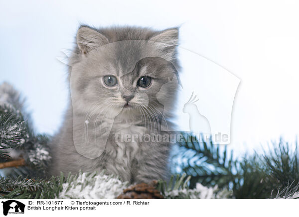 British Longhair Kitten portrait / RR-101577