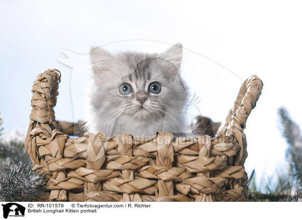 British Longhair Kitten portrait / RR-101578