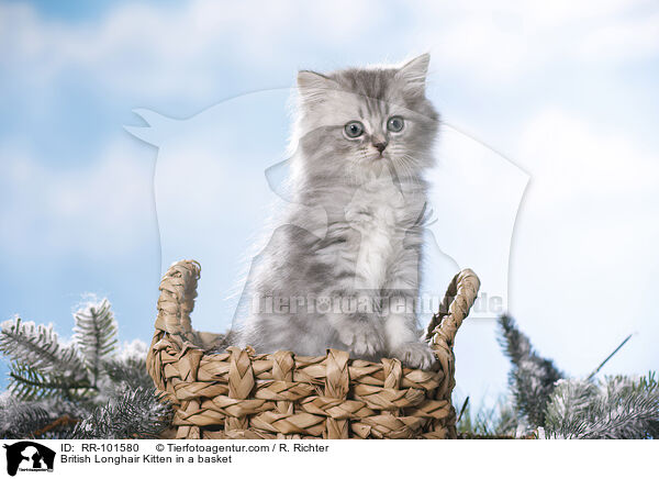 British Longhair Kitten in a basket / RR-101580