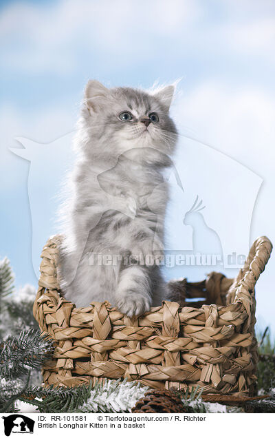 British Longhair Kitten in a basket / RR-101581
