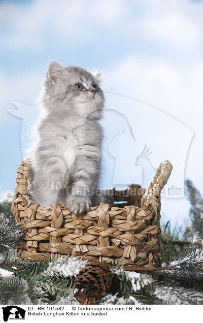 British Longhair Kitten in a basket / RR-101582