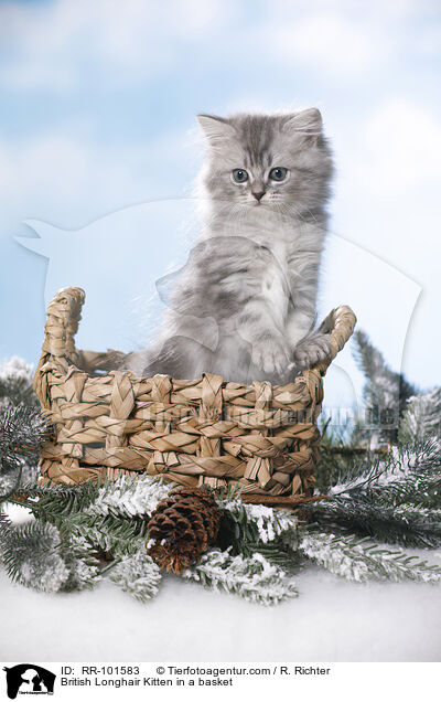 British Longhair Kitten in a basket / RR-101583