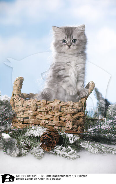 British Longhair Kitten in a basket / RR-101584