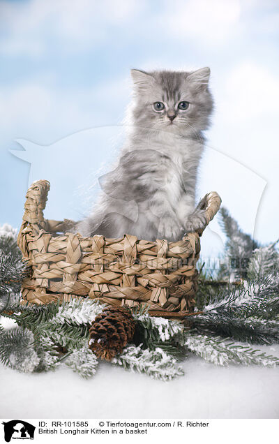 Britisch Langhaar K�tzchen im K�rbchen / British Longhair Kitten in a basket / RR-101585