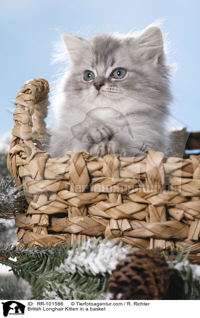Britisch Langhaar Ktzchen im Krbchen / British Longhair Kitten in a basket / RR-101586