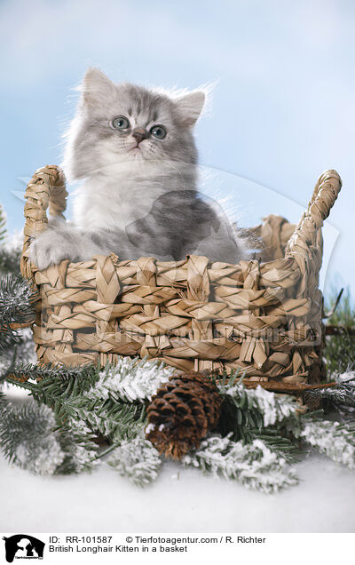 British Longhair Kitten in a basket / RR-101587