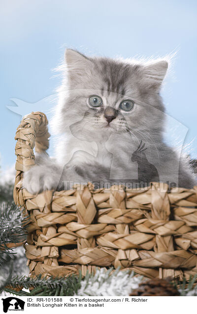 Britisch Langhaar K�tzchen im K�rbchen / British Longhair Kitten in a basket / RR-101588