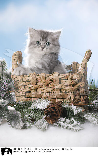 British Longhair Kitten in a basket / RR-101589