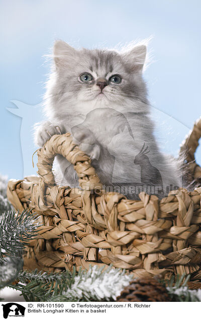 British Longhair Kitten in a basket / RR-101590