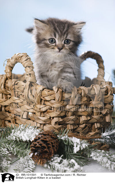 British Longhair Kitten in a basket / RR-101591