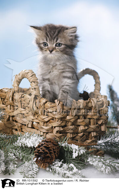 British Longhair Kitten in a basket / RR-101592