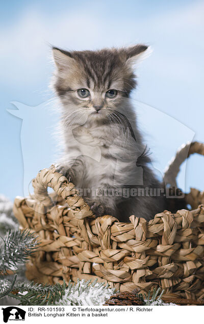 British Longhair Kitten in a basket / RR-101593