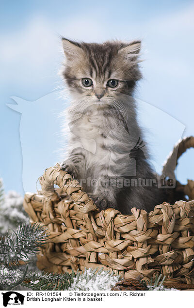 British Longhair Kitten in a basket / RR-101594