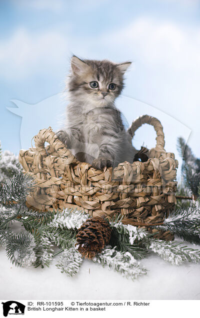 British Longhair Kitten in a basket / RR-101595