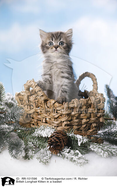 British Longhair Kitten in a basket / RR-101596