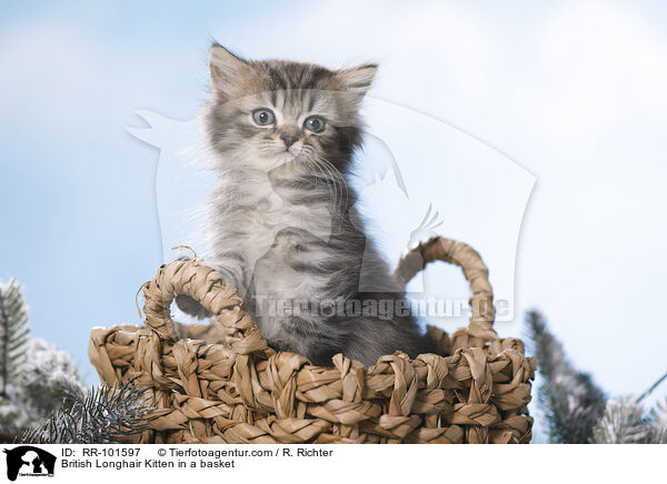 British Longhair Kitten in a basket / RR-101597