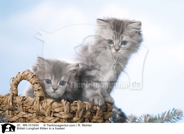 British Longhair Kitten in a basket / RR-101600