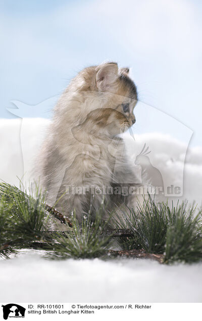 sitzendes Britisch Langhaar Ktzchen / sitting British Longhair Kitten / RR-101601