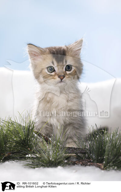 sitting British Longhair Kitten / RR-101602