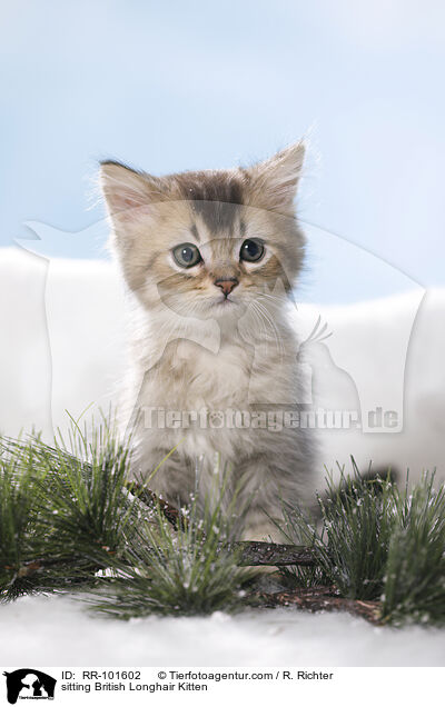 sitzendes Britisch Langhaar Ktzchen / sitting British Longhair Kitten / RR-101602