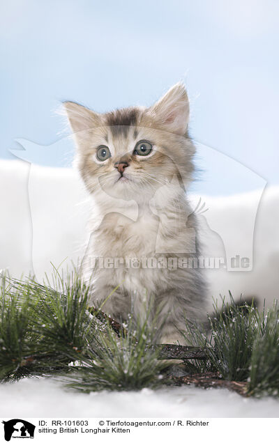 sitting British Longhair Kitten / RR-101603