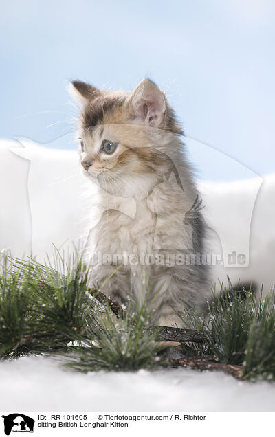 sitting British Longhair Kitten / RR-101605