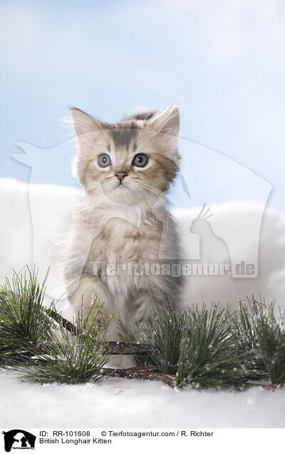 British Longhair Kitten / RR-101608