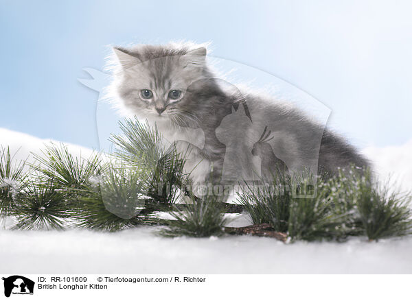 British Longhair Kitten / RR-101609