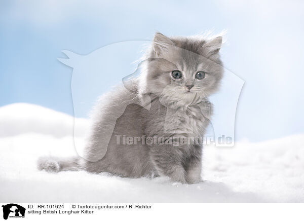 sitzendes Britisch Langhaar Ktzchen / sitting British Longhair Kitten / RR-101624