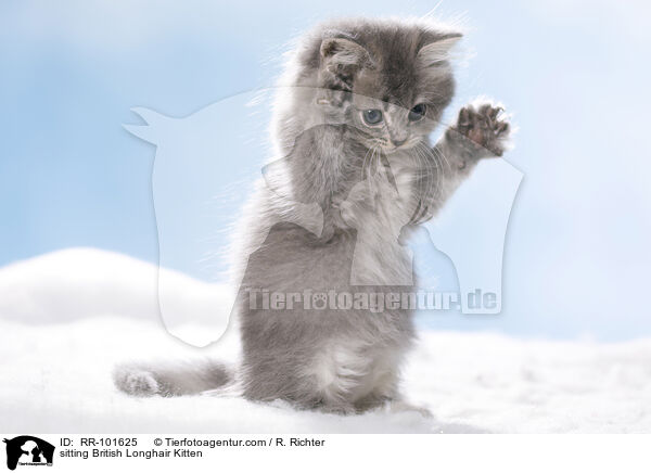 sitzendes Britisch Langhaar Ktzchen / sitting British Longhair Kitten / RR-101625