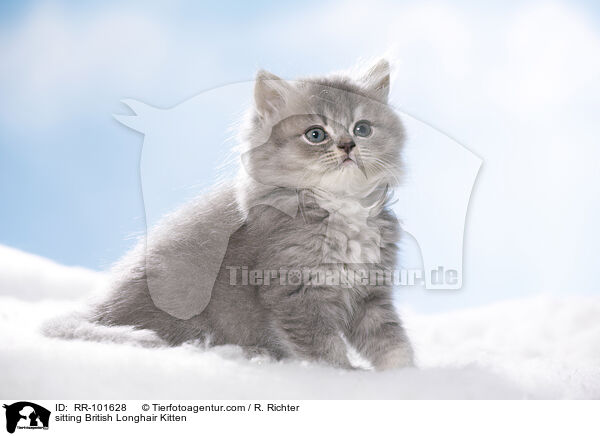 sitting British Longhair Kitten / RR-101628