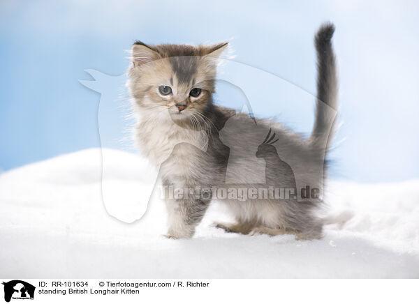 standing British Longhair Kitten / RR-101634