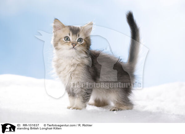 standing British Longhair Kitten / RR-101637