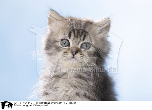 British Longhair Kitten portrait / RR-101640